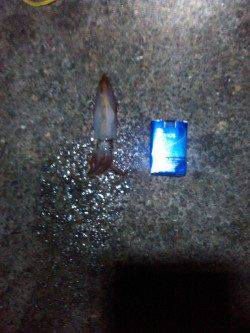 アジュール舞子~西舞子 エギングでケンサキ&アオリ 初のタコも