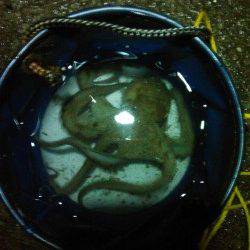 アジュール舞子~西舞子 エギングでケンサキ&アオリ 初のタコも