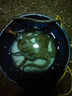 アジュール舞子～西舞子　エギングでケンサキ…