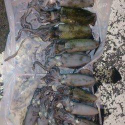 深日漁港　エギングでアオリイカの新子数出てます☆金テープアジがオススメ