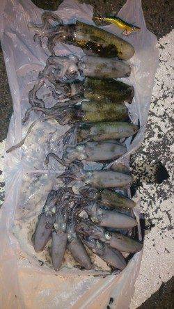 深日漁港　エギングでアオリイカの新子数出てます☆金テープアジがオススメ