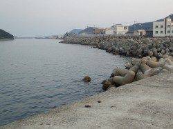 新川口でファミリーキッシング！カマスの姿も