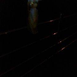 アジュール舞子でイカ釣り、アオリ&ケンサキ