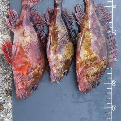 妻鹿沖波止　穴釣りでガシラ15〜22cm7尾！