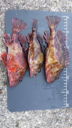 妻鹿沖波止　穴釣りでガシラ15〜22cm7…