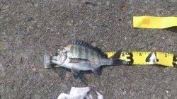 加太漁港　紀州釣りでチヌ31cm＆28cm　午後からの釣行