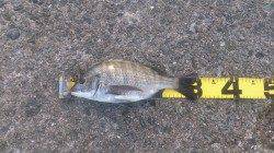 加太漁港　紀州釣りでチヌ31cm＆28cm　午後からの釣行