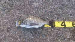 加太漁港　紀州釣りでチヌ31cm＆28cm…