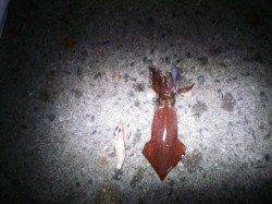 アジュール舞子～西舞子　初めてのケンサキエギングで3バイゲット