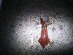 アジュール舞子～西舞子　初めてのケンサキエ…