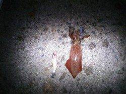 アジュール舞子～西舞子　初めてのケンサキエギングで3バイゲット