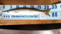 津居山港　サビキで豆アジ＆プラグでカマス