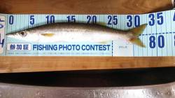 津居山港　サビキで豆アジ＆プラグでカマス