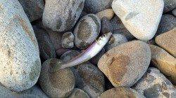 由良でキッシング、3時間足らずで22匹