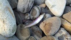 由良でキッシング、3時間足らずで22匹