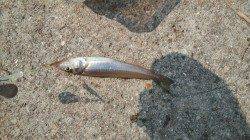 手作り仕掛けでキッシング、そこそこ数釣りが楽しめました！