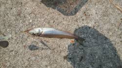 手作り仕掛けでキッシング、そこそこ数釣りが…