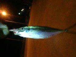 樽井漁港でアジング、当たりは多かったです