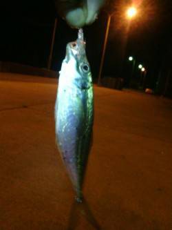 樽井漁港でアジング、当たりは多かったです