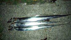 佐野　ワインドでタチウオ3匹ゲット　中層でのアタリで厳しい釣行