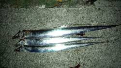 佐野　ワインドでタチウオ3匹ゲット　中層で…