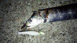 佐野　ワインドでタチウオ3匹ゲット　中層でのアタリで厳しい釣行