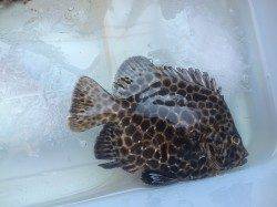 アジュール舞子～西舞子、二人で五目以上達成！