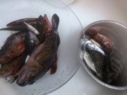 アジュール舞子～西舞子、二人で五目以上達成…