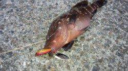 本荘人工島ルアーでアコウＧＥＴ！