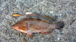 本荘人工島ルアーでアコウＧＥＴ！