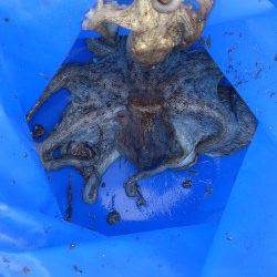 神戸港4,5,6,8防　タコジグでタコ3バイ　サビキのアジは入れ食い