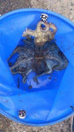 神戸港4,5,6,8防　タコジグでタコ3バイ　サビキのアジは入れ食い