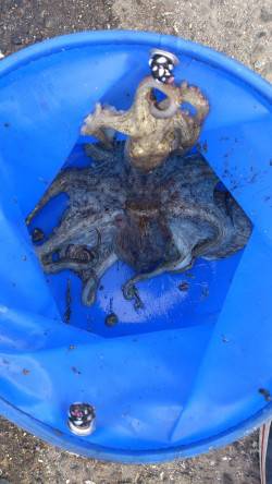 神戸港4,5,6,8防　タコジグでタコ3バ…