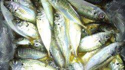 本荘人口島でサビキ、アジ入れ食い！