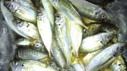 本荘人口島でサビキ、アジ入れ食い！