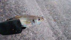 本荘人口島でサビキ、アジ入れ食い！