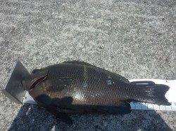 堺・一本松漁港　紀州釣りでチヌ＆グレ　エサ取りも猛攻