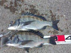 堺・一本松漁港　紀州釣りでチヌ＆グレ　エサ取りも猛攻