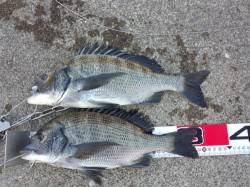 堺・一本松漁港　紀州釣りでチヌ＆グレ　エサ…