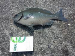 みなべエリア、紀州釣りで25cmの尾長グレ…