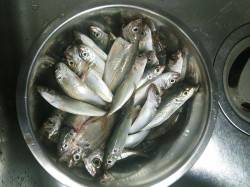 田尻漁港、子どもを連れて初のサビキ釣り♪