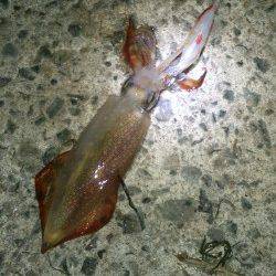 アジュール舞子～西舞子　エギングでケンサキ2ハイ　サビキでアジ