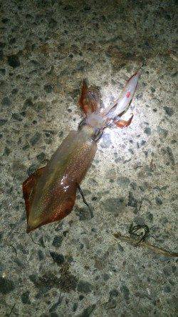 アジュール舞子～西舞子　エギングでケンサキ2ハイ　サビキでアジ