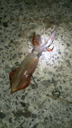 アジュール舞子～西舞子　エギングでケンサキ…