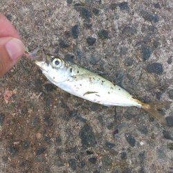 アジュール舞子～西舞子　エギングでケンサキ2ハイ　サビキでアジ