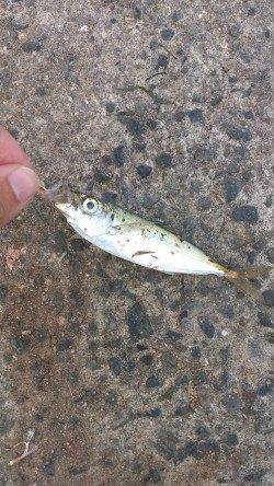 アジュール舞子～西舞子　エギングでケンサキ2ハイ　サビキでアジ