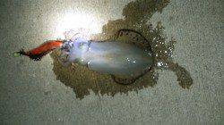 加太漁港でエギング、短時間で4杯GET!