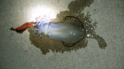 加太漁港でエギング、短時間で4杯ＧＥＴ！