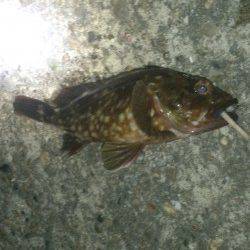 大阪南港　シーバス不発もボトムでガシラ26cm