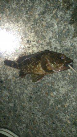 大阪南港　シーバス不発もボトムでガシラ26cm